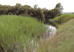 Janghang Wetlands