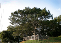 Dazzling natural monument, Songpo Baeksong