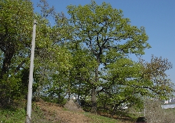 마을의 평안을 기원하는 나무와 보기 드문 소경을 지닌, 풍동 당산목 및 산치성