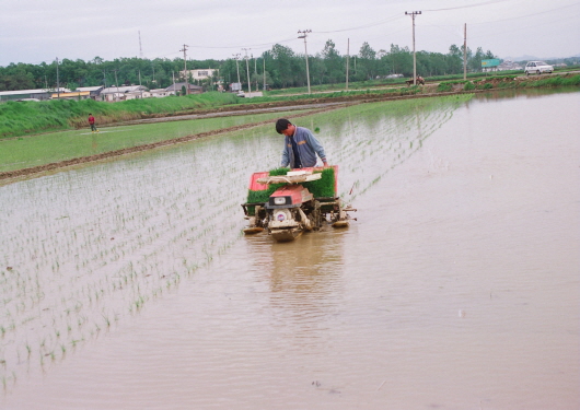 Rice planting (Deogi Elementary school in 1991)
