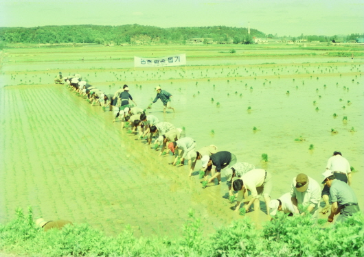 Rice planting at Byokje