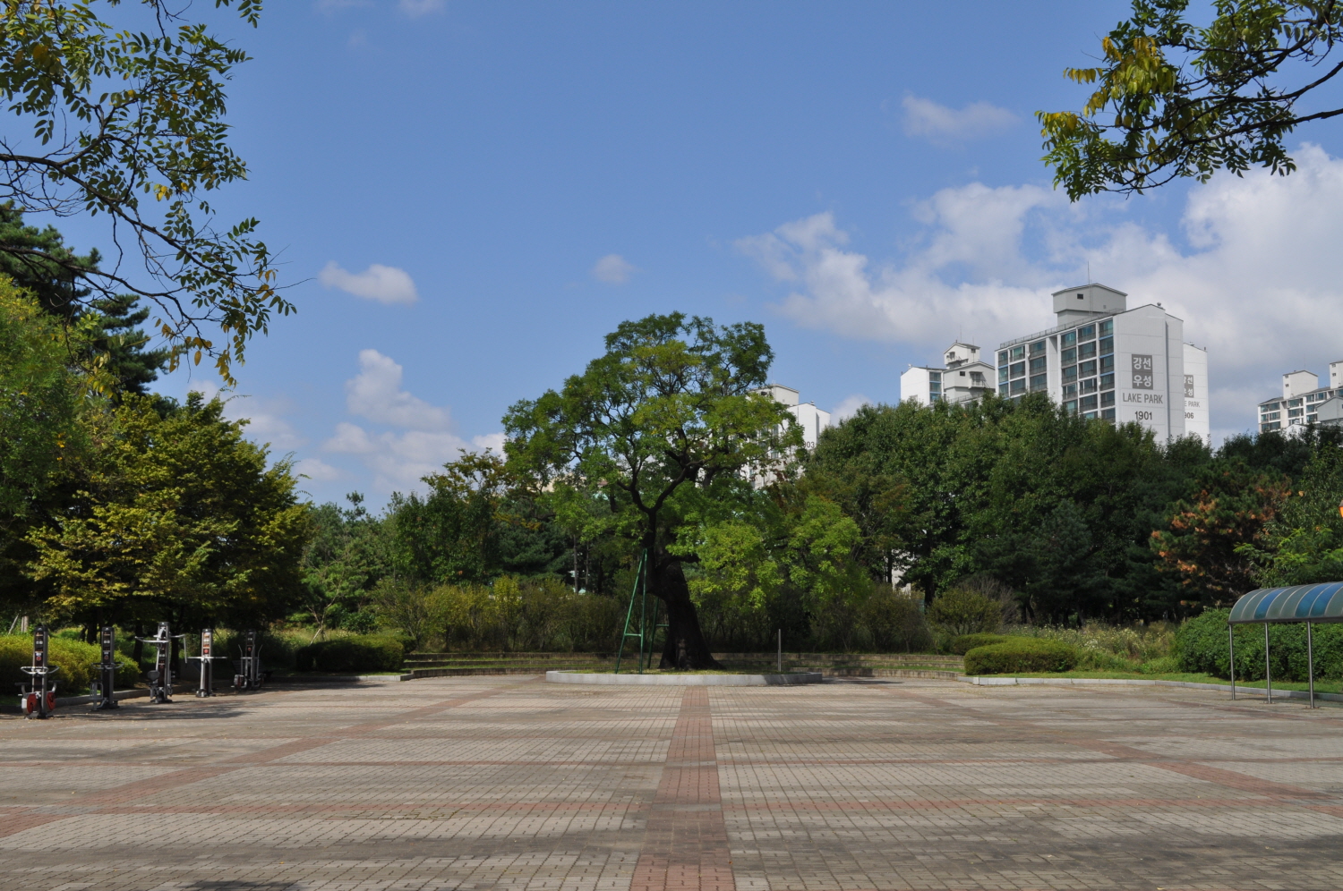 Hoehwa Tree of Lake Park, the Guardian Tree of Ilsan New City