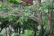 이팝나무 사진