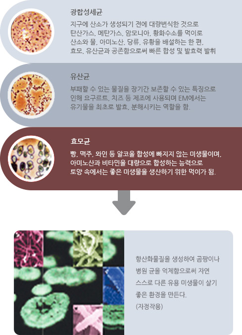 광합성세균: 지구에 산소가 생성되기 전에 대량번식한 것으로 탄산가스, 메탄가스, 암모니아, 황화수소를 먹이로 산소와 물, 아미노산, 당류, 유황을 배설하는 한 편, 효모, 유산균과 공존함으로써 빠른 합성 및 발효력 발휘 / 유산균: 부패할 수 있는 물질을 장기간 보존할 수 있는 특징으로 인해 요구르트, 치즈 등 제조에 사용되며 EM에서는 유기물을 최초로 발효, 분해시키는 역할을 함. / 효모균: 빵, 맥주, 와인 등 알코올 합성에 빠지지 않는 미생물이며, 아미노산과 비타민을 대량으로 합성하는 능력으로 토양 속에서는 좋은 미생물을 생산하기 위한 먹이가 됨. → 항산화물질을 생성하여 곰팡이나 병원 균을 억제함으로써 자연 스스로 다른 유용 미생물이 살기 좋은환경을 만든다.(자정작용)