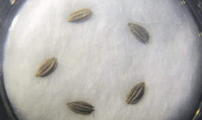 Gawaji Rice Seed