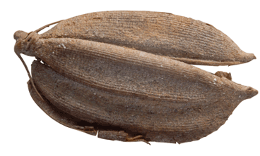 Gajawa rice seed with 5020 years of history