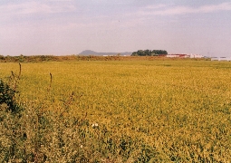 Han River and Farming