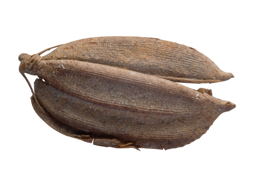 5000-year old Gawaji rice seed