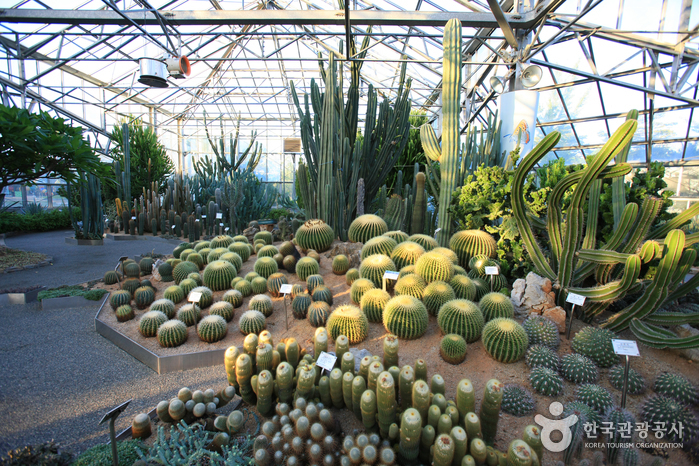 Goyang Cactus Museum