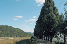 메타세콰이어길