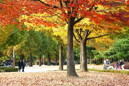 일산호수공원의 가을 단풍