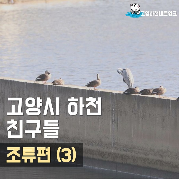 고양시 하천 친구들 - 조류편(3)