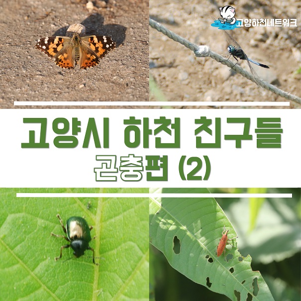 고양시 하천 친구들 - 곤충편(2)