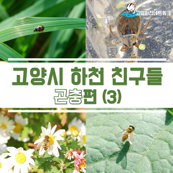 고양시 하천 친구들 - 곤충편(3)