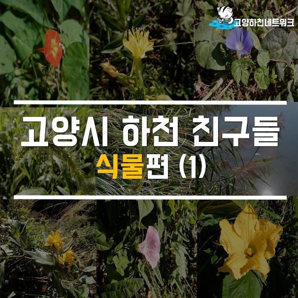 고양시 하천 친구들 - 식물편(1)