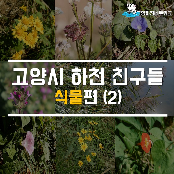 고양시 하천 친구들 - 식물편(2)