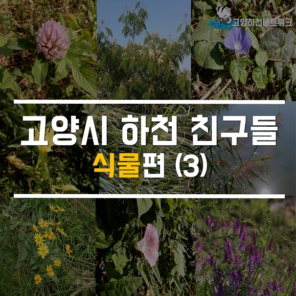 고양시 하천 친구들 - 식물편(3)