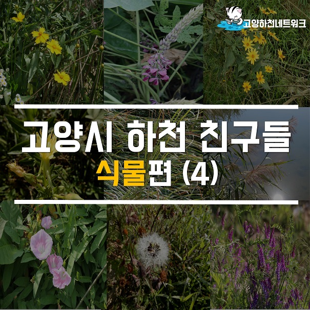 고양시 하천 친구들 - 식물편(4)