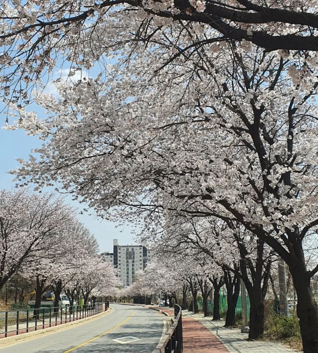 마상로 벚꽃길 (벚꽃터널) 이미지