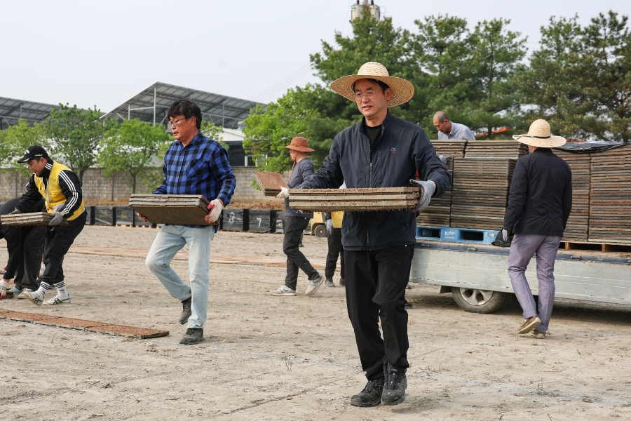 한반도 최초 재배벼 가와지 모판나르기
